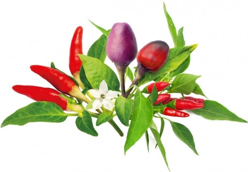 Click & Grow Plant Pod Chili Pepper Mix 9pcs image 1