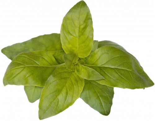 Click & Grow Smart Garden refill Lime Basil 3pcs image 1