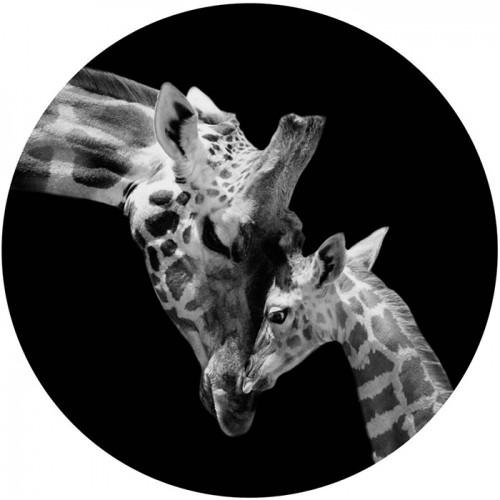 Foto glezna D60cm Giraffe 94549 image 1