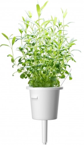 Click & Grow Smart Garden refill Иссо́п лека́рственный 3 шт image 2
