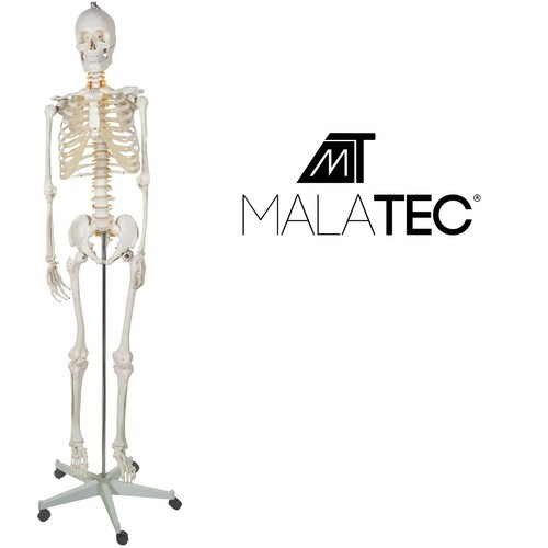 Szkielet człowieka- 170cm Malatec 22583 (16981-0) image 2