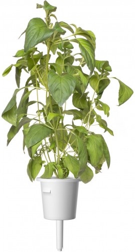 Click & Grow Smart Garden refill Lime Basil 3pcs image 3