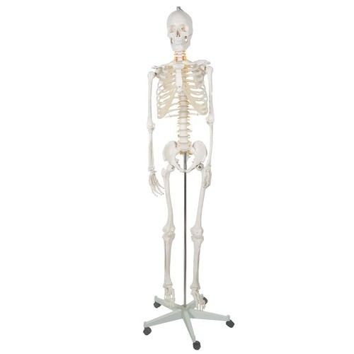 Szkielet człowieka- 170cm Malatec 22583 (16981-0) image 3