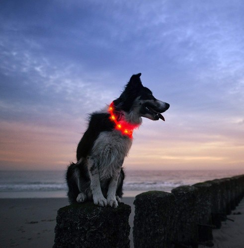 LED drošības kaklasiksna suņiem un kaķiem USB uzlādējama (regulējama garuma) / Red image 6