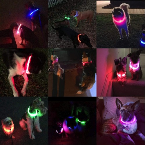 LED drošības kaklasiksna suņiem un kaķiem USB uzlādējama (regulējama garuma) / Blue image 6