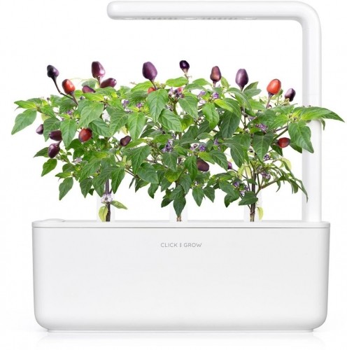 Click & Grow gudrā augu dārza uzpilde Violetais čili pipars 3gb. image 1