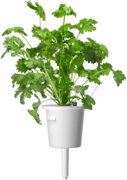 Click & Grow gudrā augu dārza uzpilde Koriandrs 3gb.