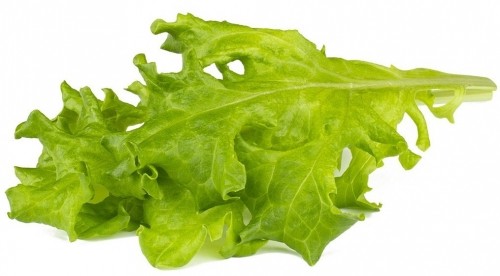 Click & Grow Smart Refill Oakleaf Lettuce 3pcs image 1
