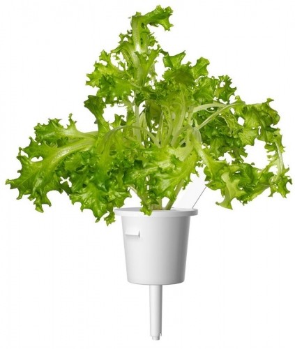 Click & Grow Smart Refill Oakleaf Lettuce 3pcs image 2