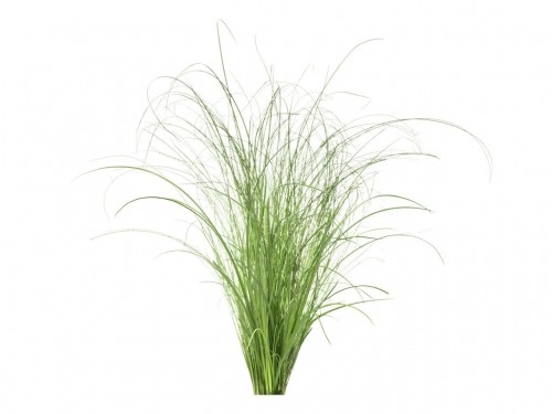 Click & Grow Smart Refill Ornamental Grass 3pcs image 1