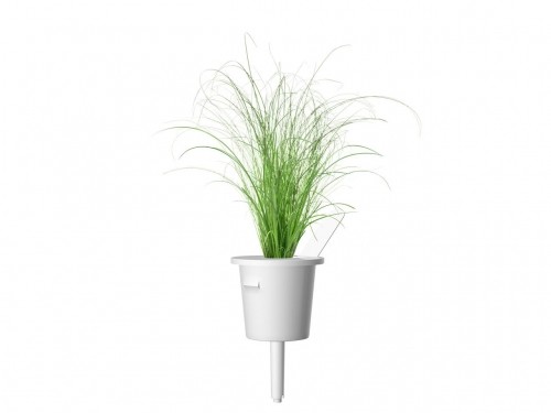 Click & Grow Smart Refill Ornamental Grass 3pcs image 2