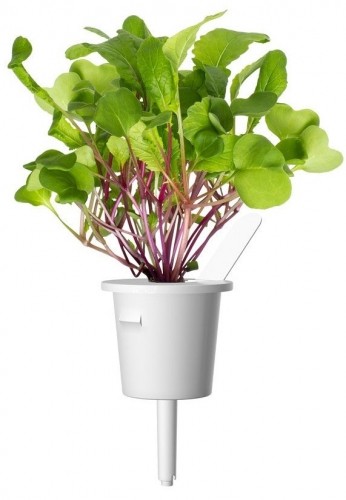 Click & Grow Smart Refill Leaf Radish 3pcs image 2