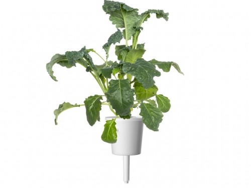 Click & Grow Smart Refill Italian Kale 3pcs image 2
