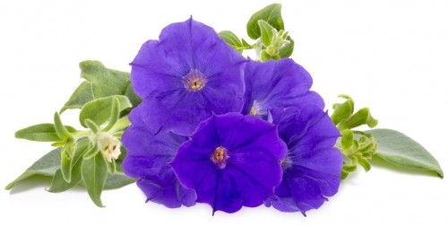 Click & Grow Smart Garden refill Blue Petunia 3pcs image 1