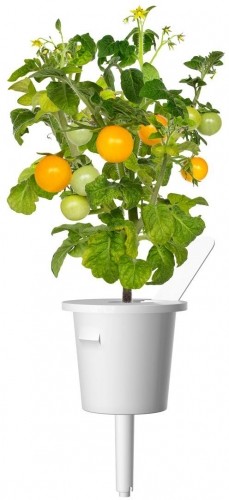 Click & Grow Smart Garden uzpilde Dzeltenie mini tomāti 3gb. image 2