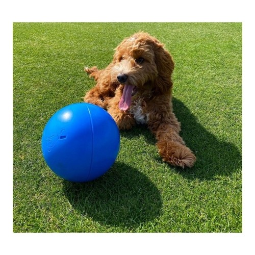 Игрушка для собак Company of Animals Boomer Синий (250mm) image 2