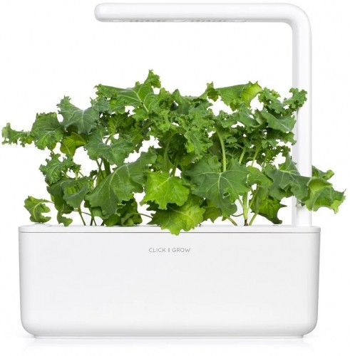 Click & Grow Smart Refill Green Kale 3pcs image 3