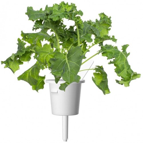 Click & Grow Smart Refill Green Kale 3pcs image 4