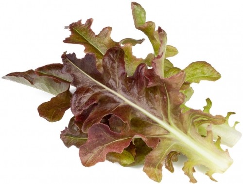 Click & Grow Smart Refill Red Oakleaf Lettuce 3pcs image 1