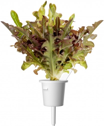 Click & Grow Smart Refill Red Oakleaf Lettuce 3pcs image 2