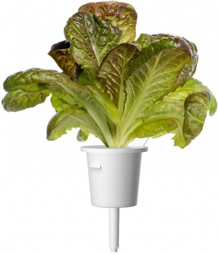 Click & Grow Smart Refill Red romaine lettuce 3pcs image 2
