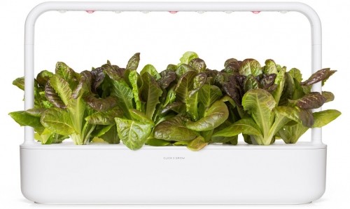 Click & Grow Smart Refill Red romaine lettuce 3pcs image 4