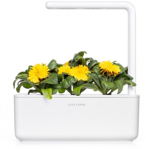 Click & Grow Smart Refill Marigold 3pcs image 3