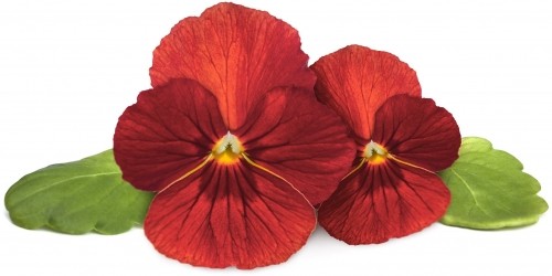 Click & Grow Smart Garden Refill Red Pansy 3pcs image 1