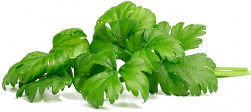 Click & Grow Smart Garden Refill Leaf Celery 3pcs image 1