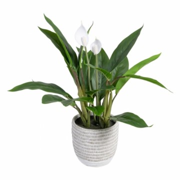 Bigbuy Home Декоративное растение 40 x 41 x 48 cm Зеленый PVC