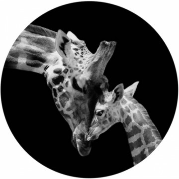 Foto glezna D60cm Giraffe 94549