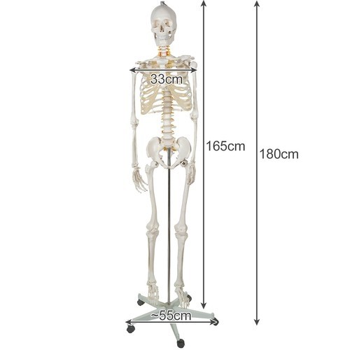 Szkielet człowieka- 170cm Malatec 22583 (16981-0) image 4