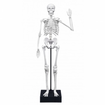 Скелет 45 см, Buki