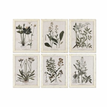 Glezna Home ESPRIT Shabby Chic Botāniskie augi 40 x 1,5 x 50 cm (6 gb.)